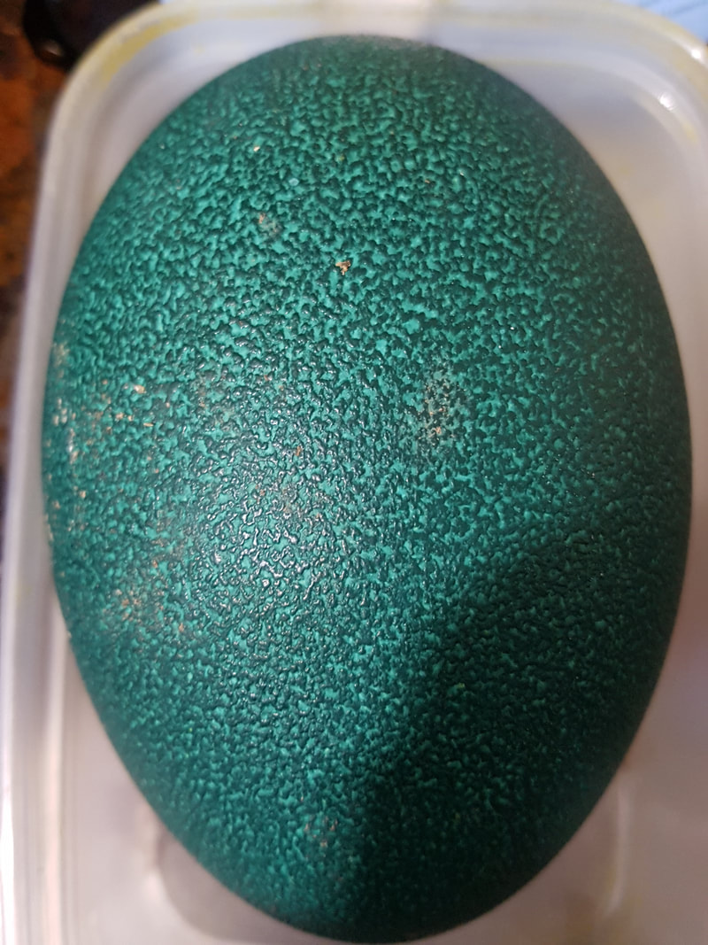 INCUBATING EMU EGGS